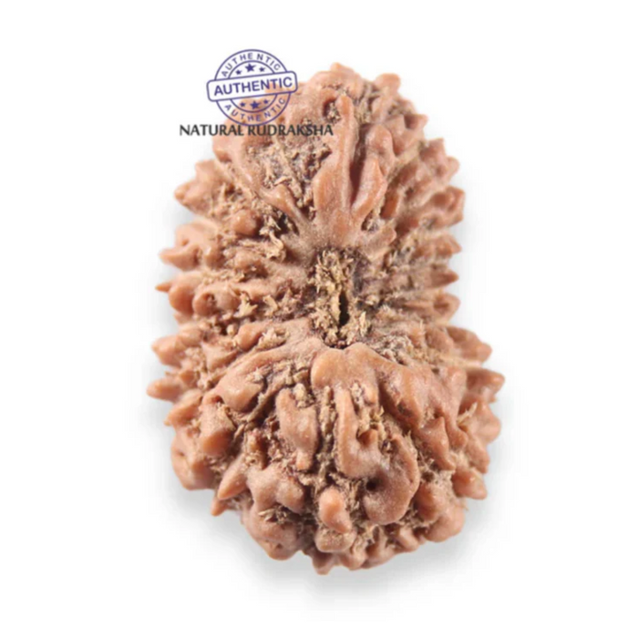 17 Mukhi Rudraksha from Indonesia - Bead No. 276