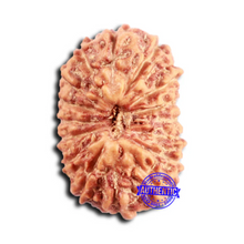 Load image into Gallery viewer, 16 Mukhi Rudraksha from Indonesia - Bead No. 297
