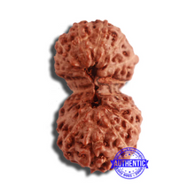 Load image into Gallery viewer, 18 Mukhi Gaurishankar Rudraksha from Indonesia - Bead No. 176
