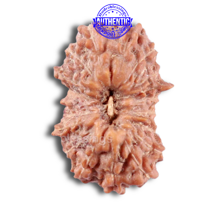 16 Mukhi Rudraksha from Indonesia - Bead No. 207