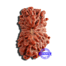 Load image into Gallery viewer, 16 Mukhi Rudraksha from Indonesia - Bead No 265
