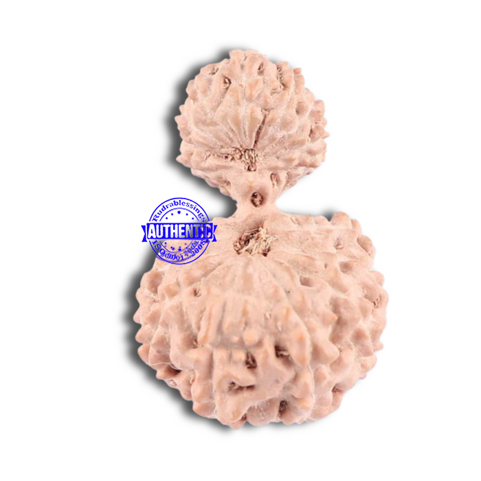 18 Mukhi Gaurishankar Rudraksha from Indonesia - Bead No. 129