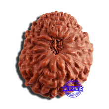 Load image into Gallery viewer, 16 Mukhi Rudraksha from Indonesia - Bead No 266
