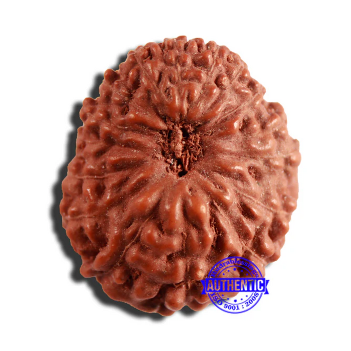 16 Mukhi Rudraksha from Indonesia - Bead No 266