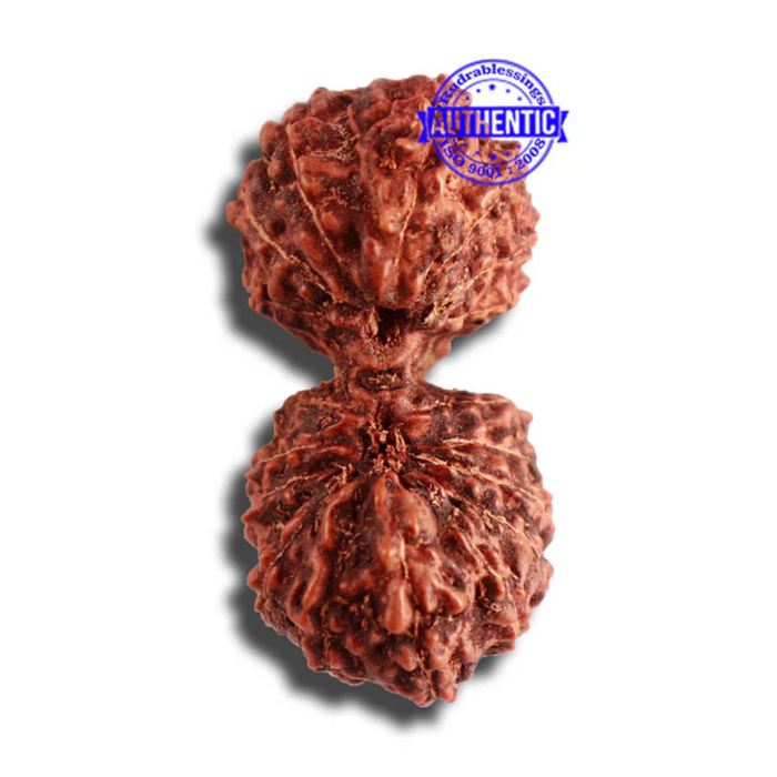 18 Mukhi Gaurishankar Rudraksha from Indonesia - Bead No. 178