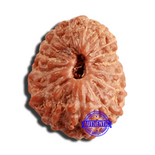Load image into Gallery viewer, 16 Mukhi Rudraksha from Indonesia - Bead No 268
