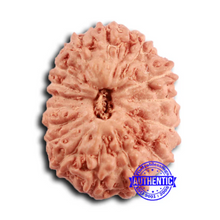 Load image into Gallery viewer, 16 Mukhi Rudraksha from Indonesia - Bead No 295
