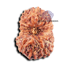 Load image into Gallery viewer, 15 Mukhi Indonesian Rudraksha - Bead No.278
