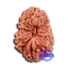 Load image into Gallery viewer, 16 Mukhi Rudraksha from Indonesia - Bead No 292
