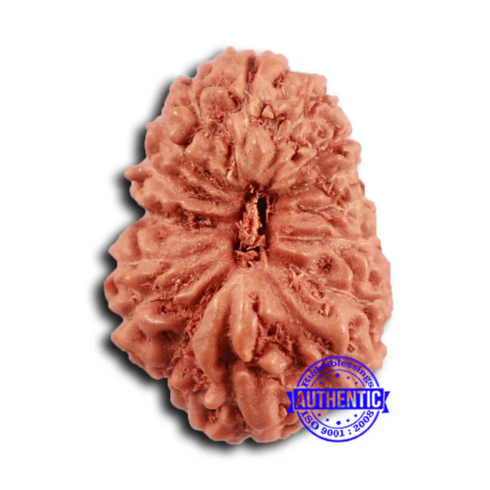 16 Mukhi Rudraksha from Indonesia - Bead No 292