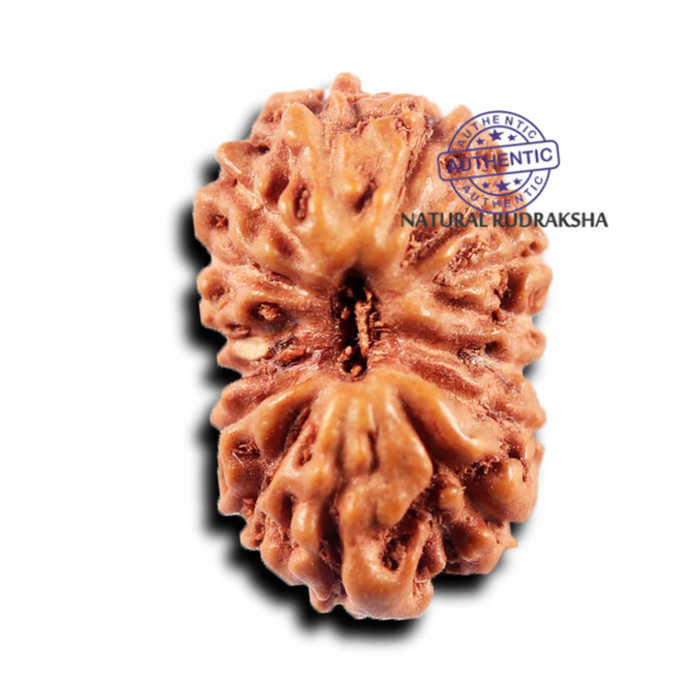 15 Mukhi Indonesian Rudraksha - Bead No.280