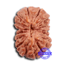 Load image into Gallery viewer, 16 Mukhi Rudraksha from Indonesia - Bead No 293
