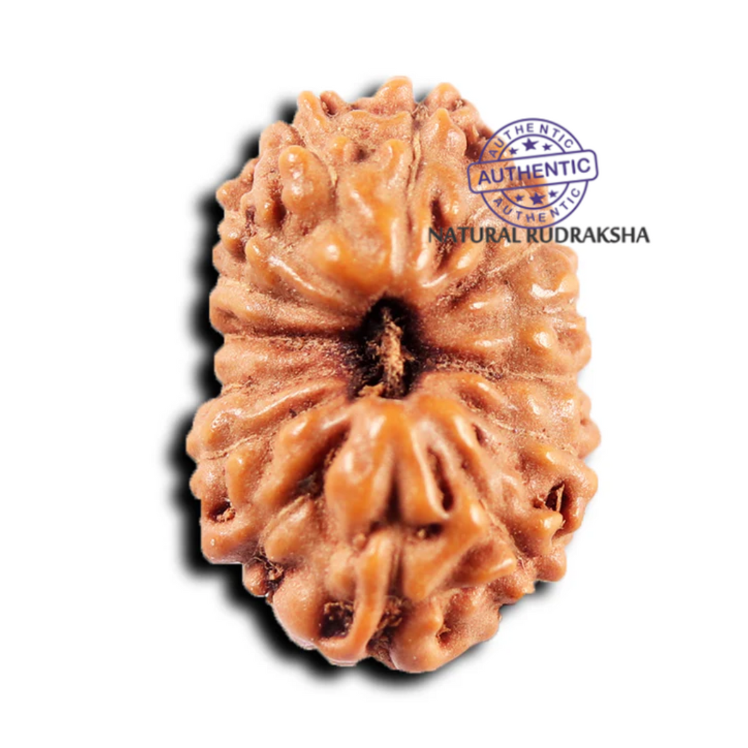 15 Mukhi Indonesian Rudraksha - Bead No.281