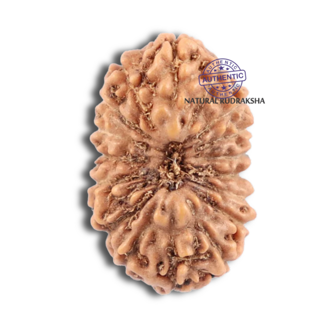 18 Mukhi Rudraksha from Indonesia - Bead No. 118