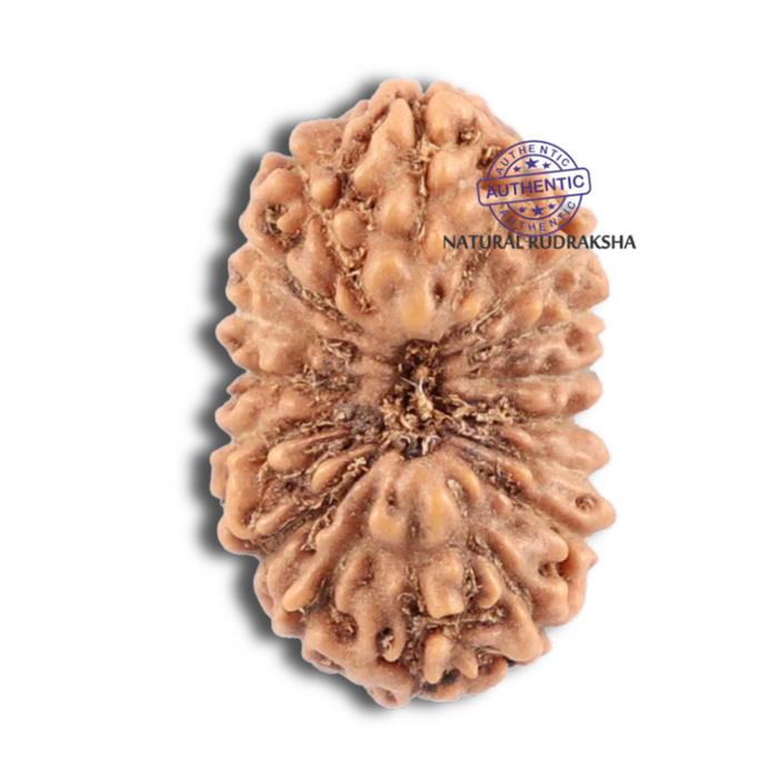 18 Mukhi Rudraksha from Indonesia - Bead No. 118