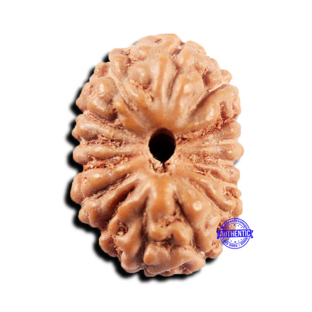 15 Mukhi Indonesian Rudraksha - Bead No.295