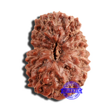 Load image into Gallery viewer, 16 Mukhi Rudraksha from Indonesia - Bead No 271
