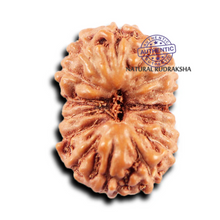 Load image into Gallery viewer, 15 Mukhi Indonesian Rudraksha - Bead No.272
