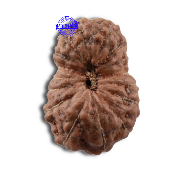 16 Mukhi Rudraksha from Indonesia - Bead No. 1