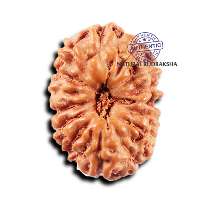 15 Mukhi Indonesian Rudraksha - Bead No.276