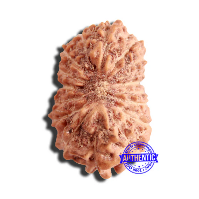 16 Mukhi Rudraksha from Indonesia - Bead No 270