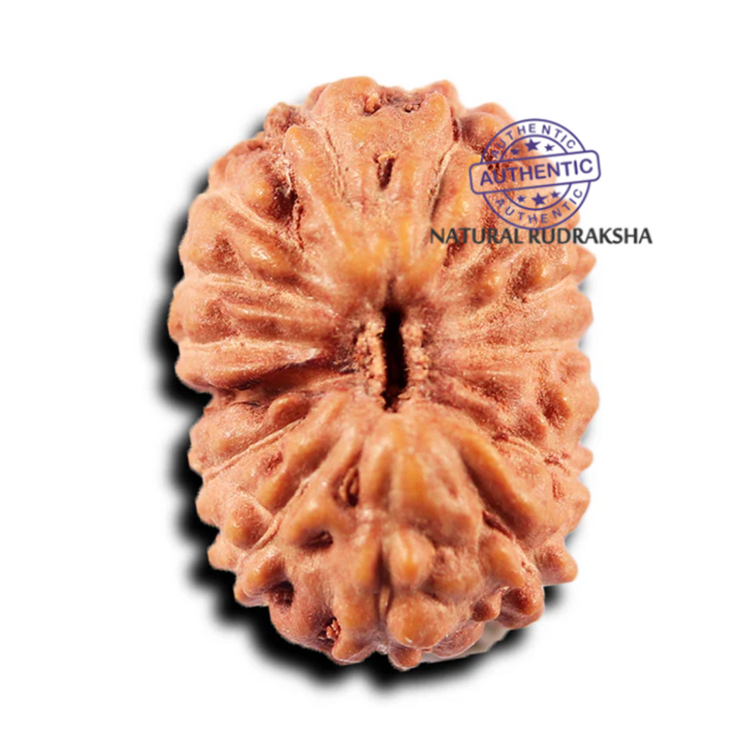 15 Mukhi Indonesian Rudraksha - Bead No.271