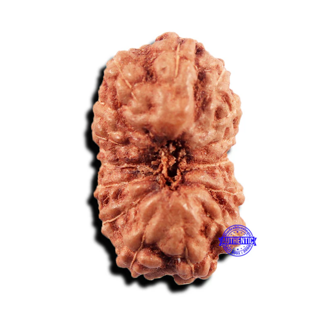 15 Mukhi Indonesian Rudraksha - Bead No.294