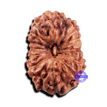 Load image into Gallery viewer, 15 Mukhi Indonesian Rudraksha - Bead No.296
