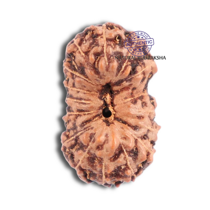 16 Mukhi Rudraksha from Indonesia - Bead No. 149