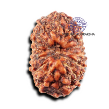 Load image into Gallery viewer, 15 Mukhi Indonesian Rudraksha - Bead No.273
