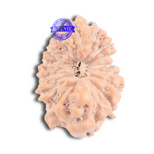 Load image into Gallery viewer, 16 Mukhi Rudraksha from Indonesia - Bead No. 164
