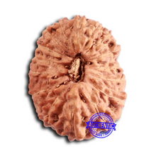 Load image into Gallery viewer, 16 Mukhi Rudraksha from Indonesia - Bead No 288
