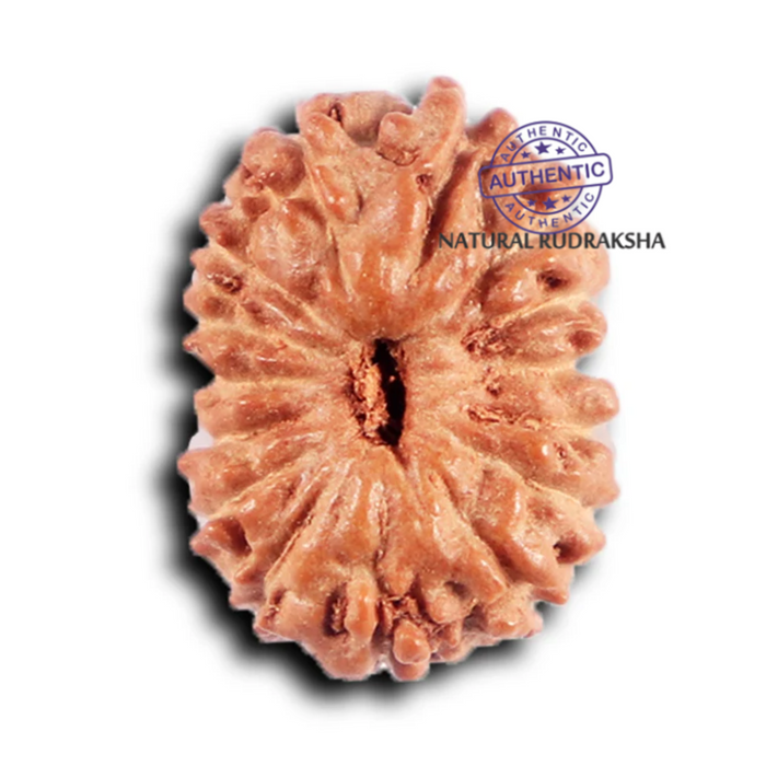 15 Mukhi Indonesian Rudraksha - Bead No.264