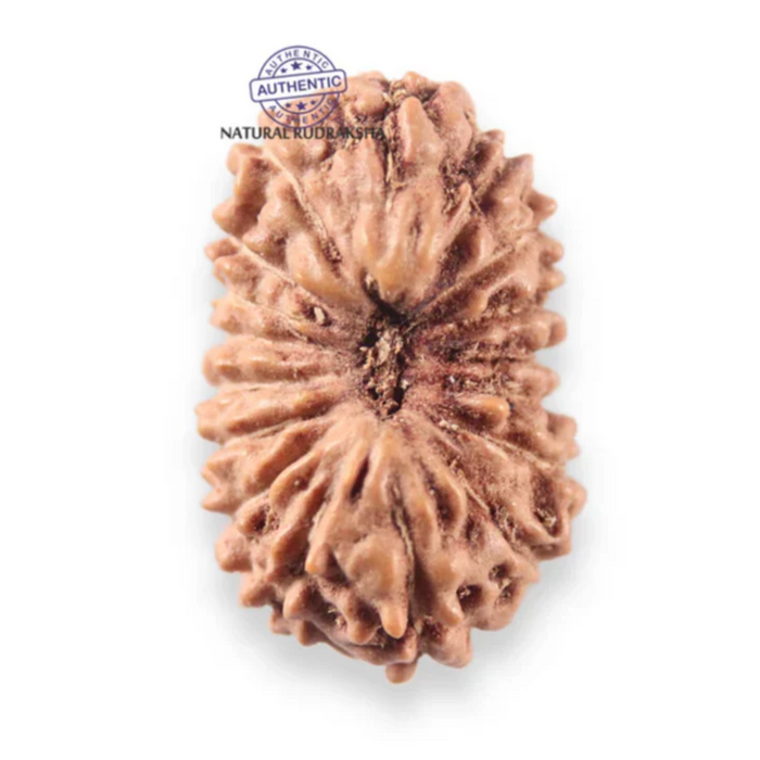 17 Mukhi Rudraksha from Indonesia - Bead No. 281