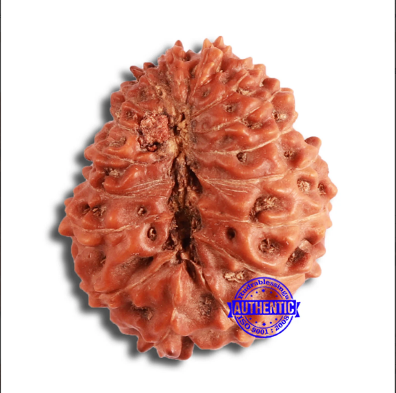 17 Mukhi Rudraksha from Indonesia - Bead No. 169