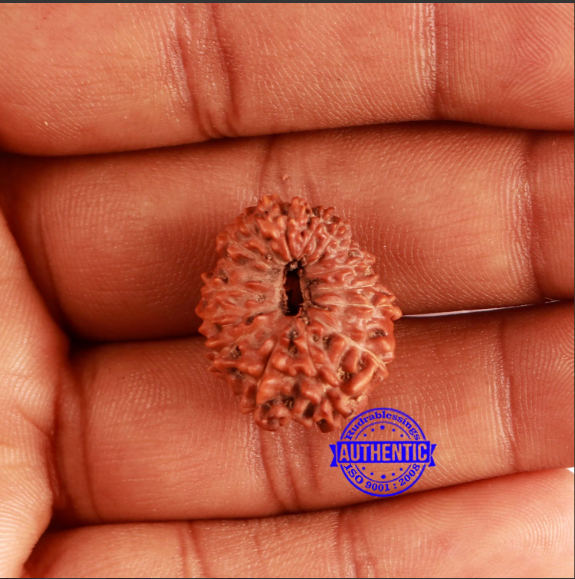 17 Mukhi Rudraksha from Indonesia - Bead No. 169