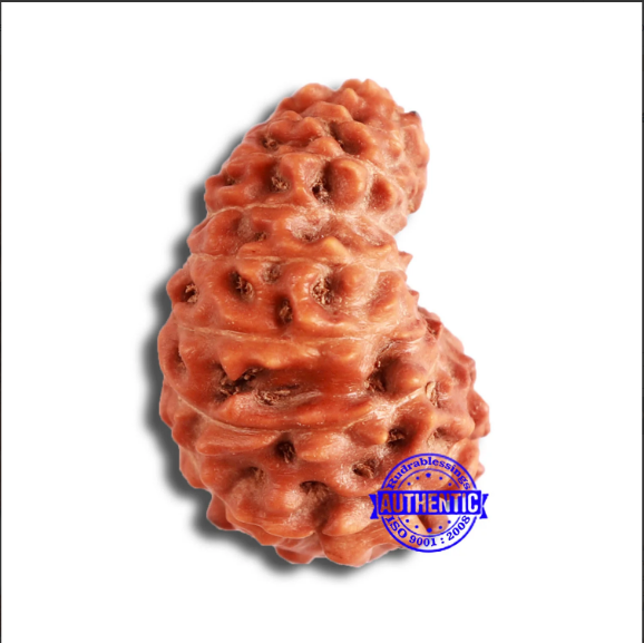 17 Mukhi Rudraksha from Indonesia - Bead No. 169