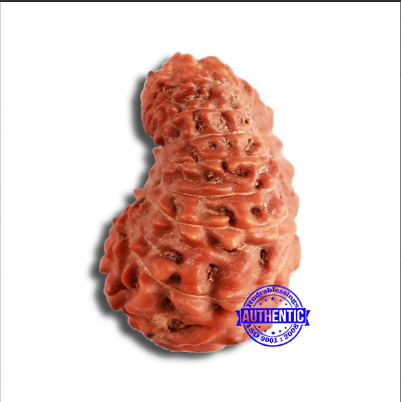 17 Mukhi Rudraksha from Indonesia - Bead No. 169