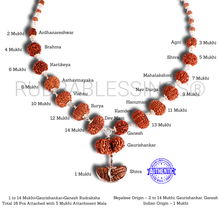 Load image into Gallery viewer, Rudraksha SidhShakti Mala from Nepal (Big size beads)
