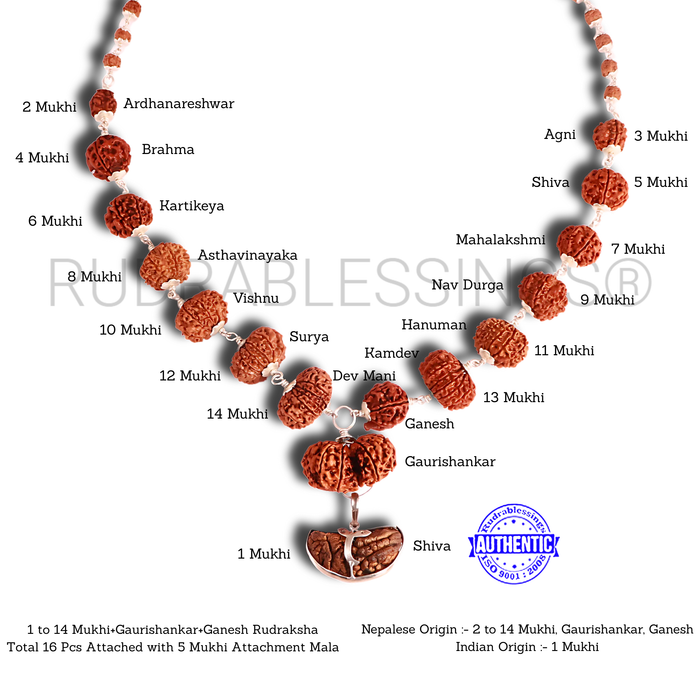 Rudraksha SidhShakti Mala from Nepal (Big size beads)