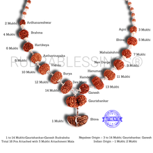 Load image into Gallery viewer, Rudraksha SidhShakti Mala from Nepal (big size beads)
