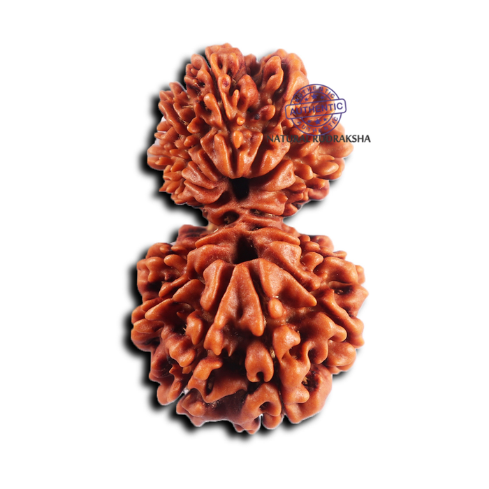 16 Mukhi Gaurishanker Rudraksha from Nepal - Bead No. 118