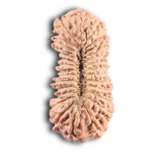 Load image into Gallery viewer, 27 Mukh Rudraksha from Indonesia - Bead No. T
