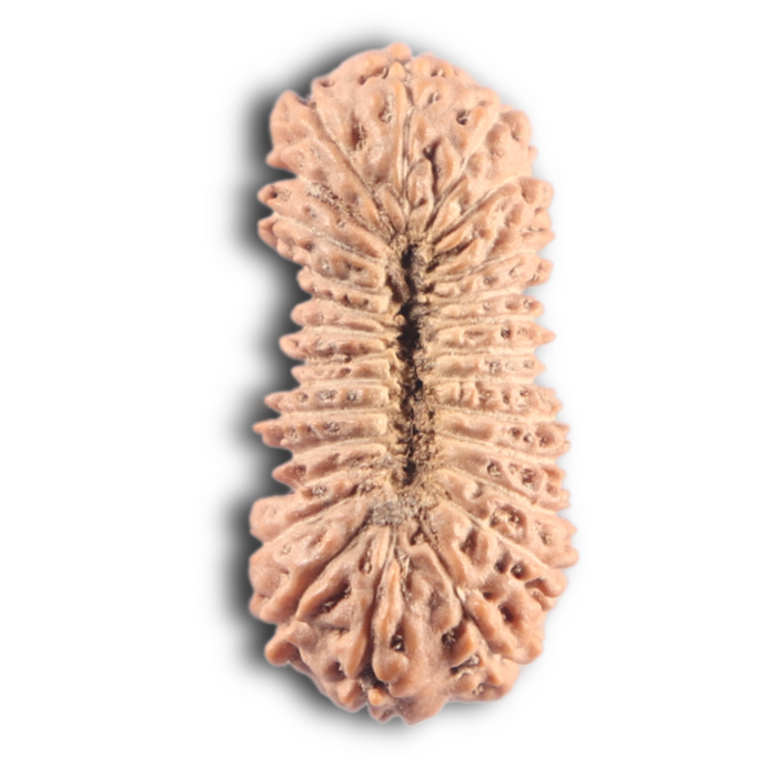 27 Mukh Rudraksha from Indonesia - Bead No. T