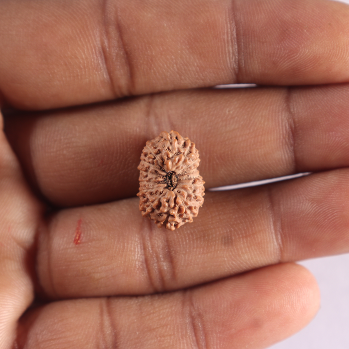 15 Mukhi Indonesian Rudraksha - Bead No. 314