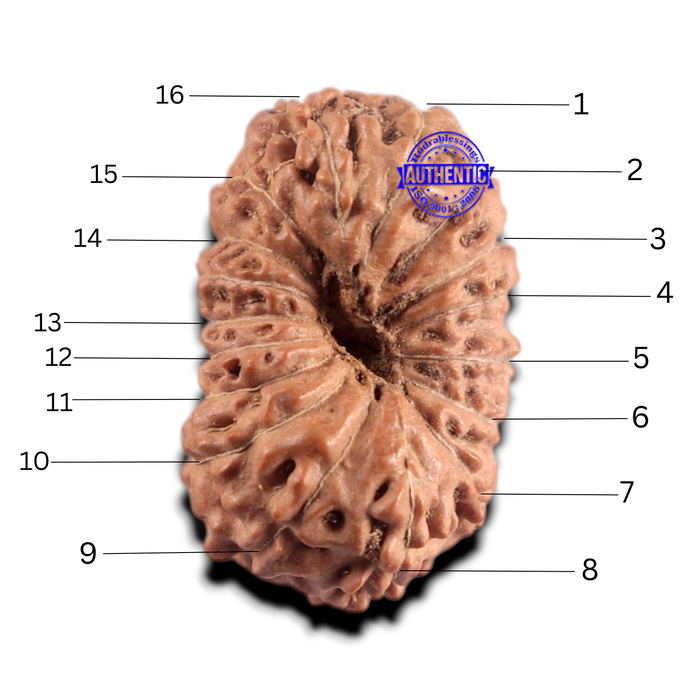 17 Mukhi Rudraksha from Indonesia - Bead No. 293