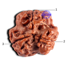 Load image into Gallery viewer, 3 Mukhi Rudraksha from Nepal - Bead No. 451
