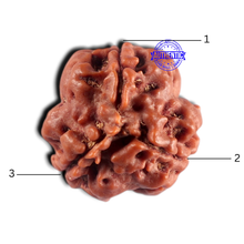 Load image into Gallery viewer, 3 Mukhi Rudraksha from Nepal - Bead No. 454
