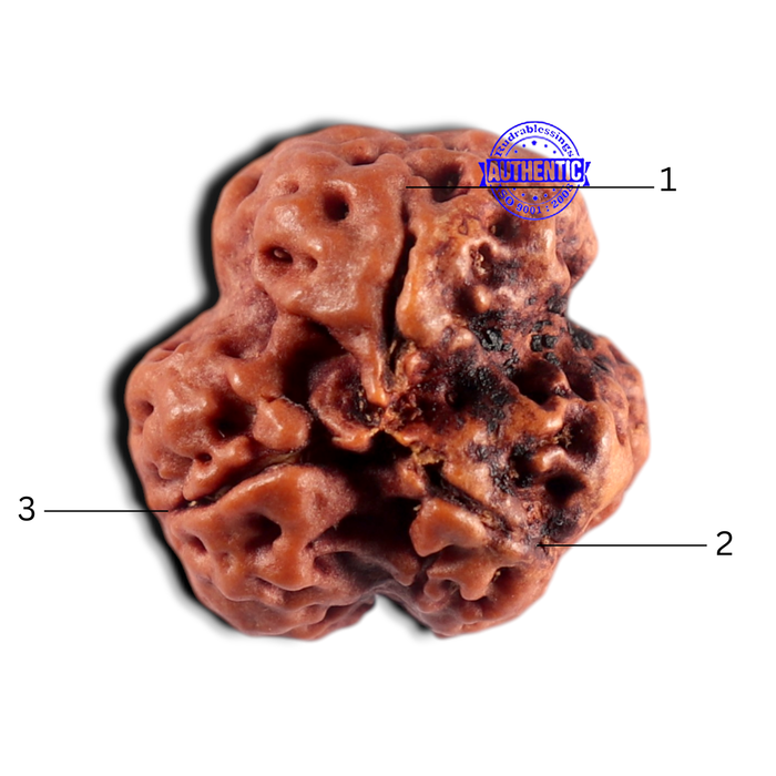 3 Mukhi Rudraksha from Nepal - Bead No. 455