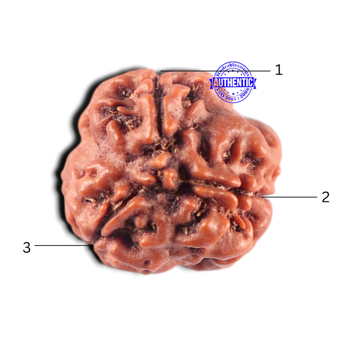 3 Mukhi Rudraksha from Nepal - Bead No. 456